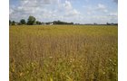 Property photo 21 - 75+/- Acres in 9 Tracts